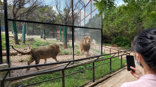 It was feeding time, they were looking hungry watching kids play. Big Cat