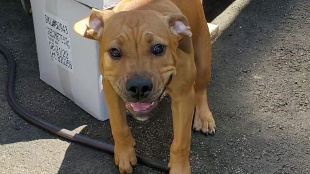 Puppy!!! Puppy