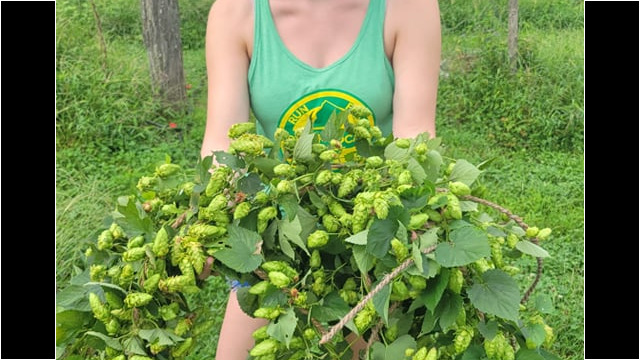 Melissa hauling some hops to the table. Melissa and Hops