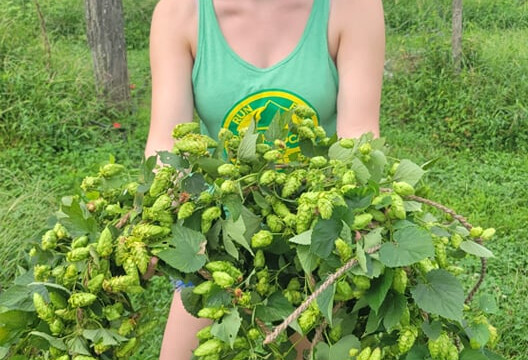 Melissa hauling some hops to the table. Melissa and Hops