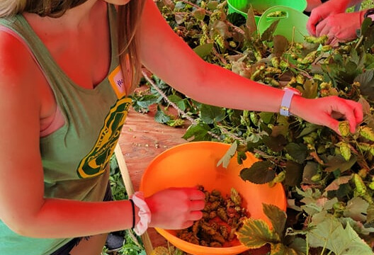 Melissa harvesting hops Hops