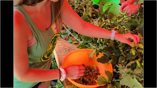 Melissa harvesting hops Hops
