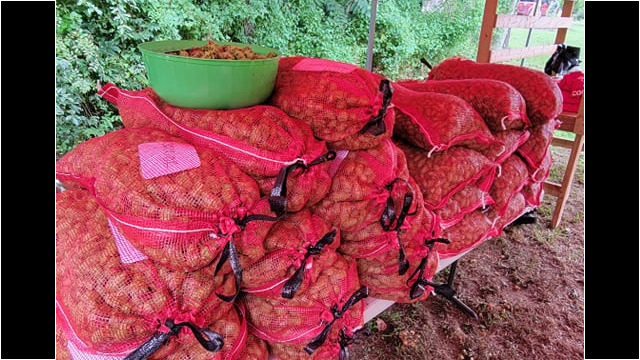 Our days harvest ready for 3BR Distillery Hops