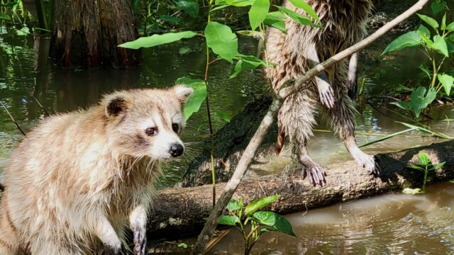 We met some friends while boating through the swamp Friends