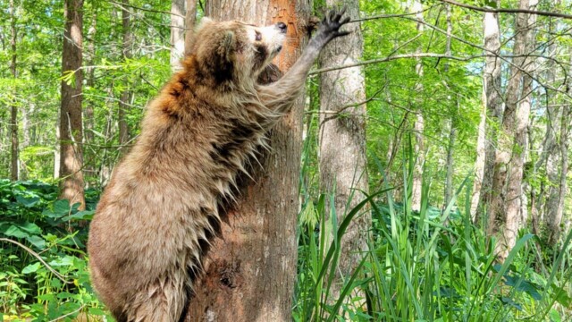 They like hotdogs and marshmallows Friend