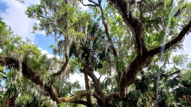 Big Tree in the New Orleans City Park Big tree