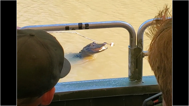 They also love marshmallows! Who knew? Alligator