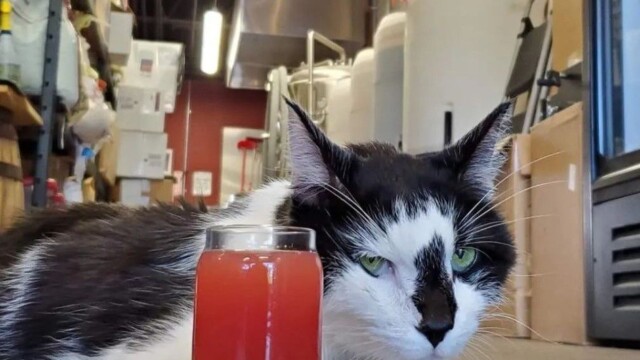 Mr. Maxx enjoying a brew at Oyster Creek Maxx the cat