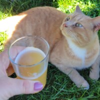 Not in Asheville but a short ride away there is beer + kitty friends